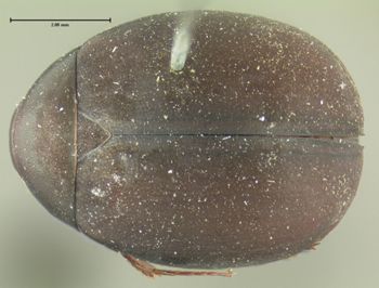 Media type: image;   Entomology 19676 Aspect: habitus dorsal view